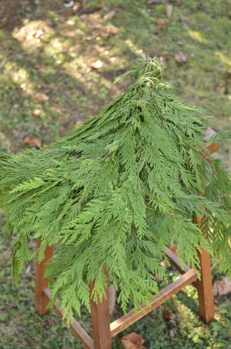 Fresh bunch of western cedar