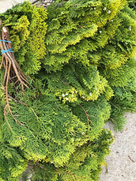 Bunch of fresh gold-tip cedar