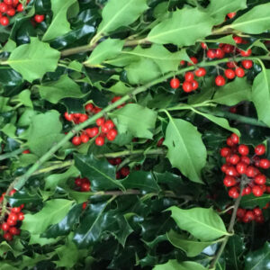 Fresh bunch of berried holly