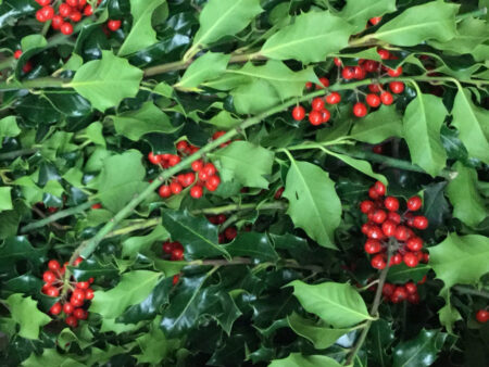 Fresh bunch of berried holly