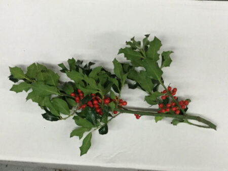 Fresh bunch of berried holly