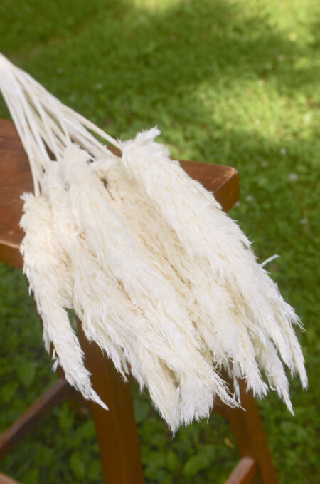 Bunch of preserved bleached plume reed