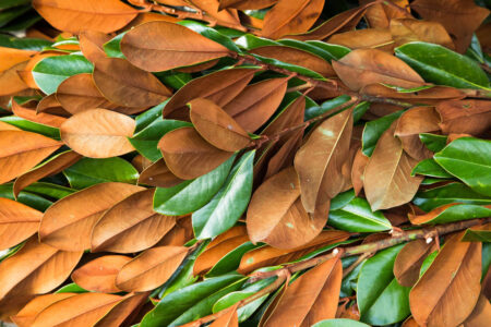 Fresh bunch of magnolia branches