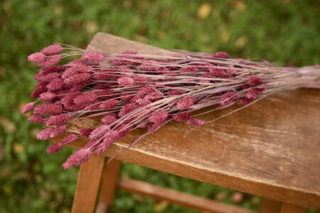 Bunch of dried mauve-pink phalaris grass