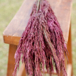 Bunch of preserved merlot plume reed