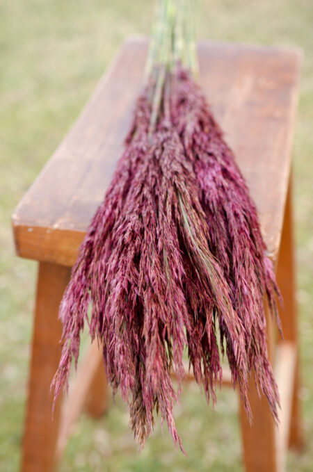 Bunch of preserved merlot plume reed