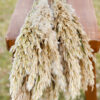 Bunch of preserved ivory plume reed