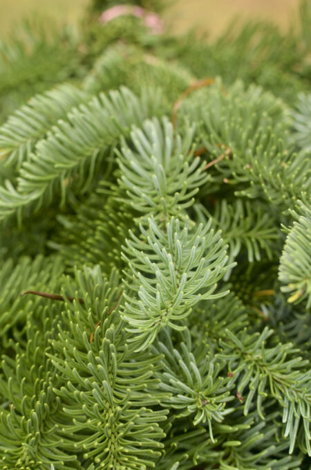 Fresh bunch of noble fir