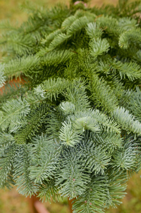 Fresh bunch of noble fir