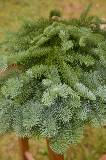 Fresh bunch of noble fir