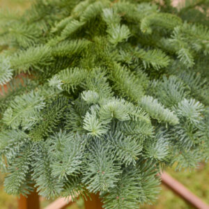 Fresh bunch of noble fir