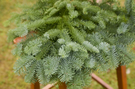 Fresh bunch of noble fir