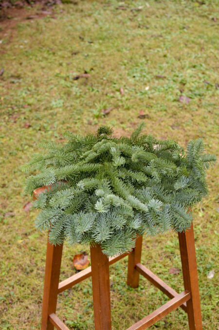 Fresh bunch of noble fir