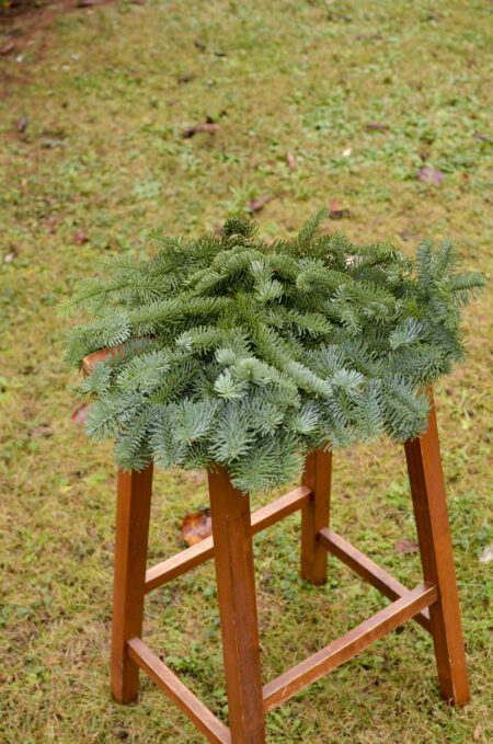 Fresh bunch of noble fir