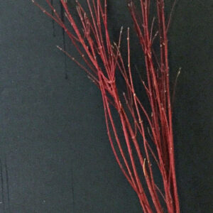 Bunch of red-twig dogwood branches