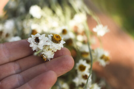 Bunch of dried ammobium (mini daisies)