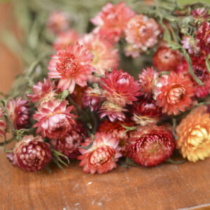 Bunch of dried apricot strawflowers