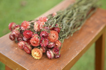 Bunch of dried apricot strawflowers