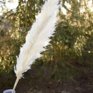 Bleached pampas grass by the stem