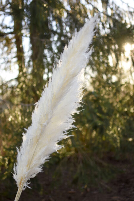 Bleached pampas grass by the stem