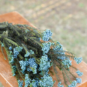 Bunch of preserved aqua blue rice flower