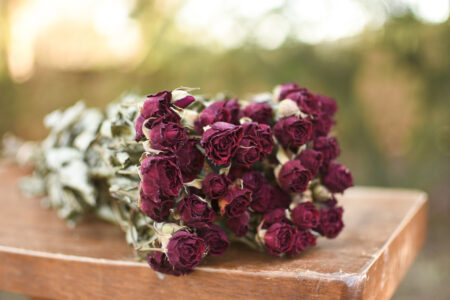 Bunch of dried burgundy roses