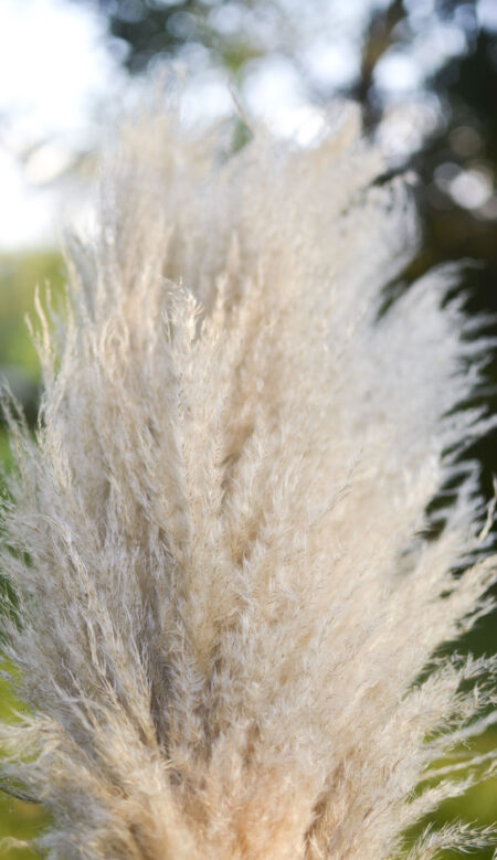 Dried natural pampas grass by the stem