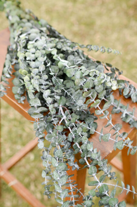 Bunch of premium preserved frosted baby green eucalyptus