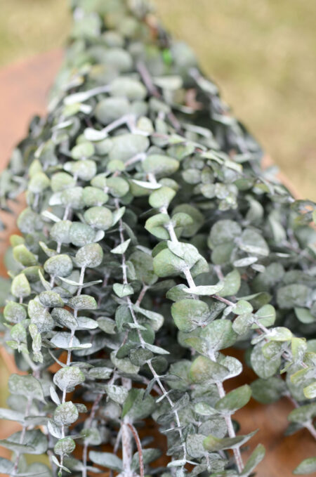 Bunch of premium preserved frosted baby green eucalyptus