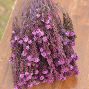 Bunch of preserved purple-orchid cotton phylica