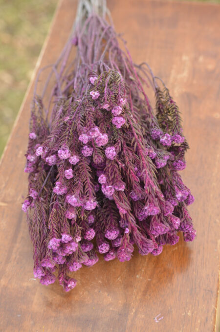 Bunch of preserved purple-orchid cotton phylica