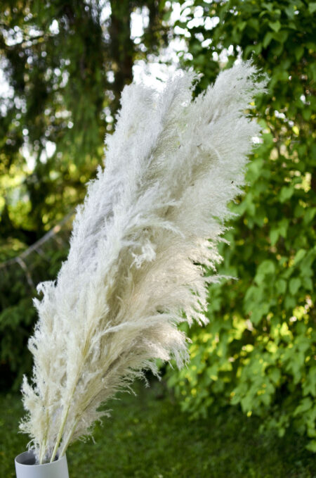 Dried gray pampas grass by the stem