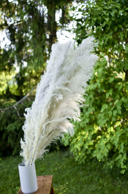 Dried gray pampas grass by the stem