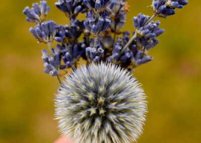 Boutonniere with English lavender