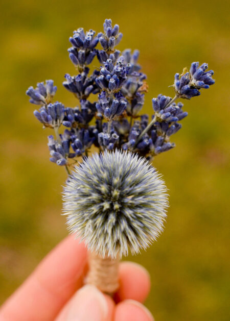 Boutonniere with English lavender
