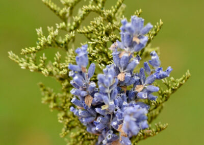 Boutonniere with English lavender