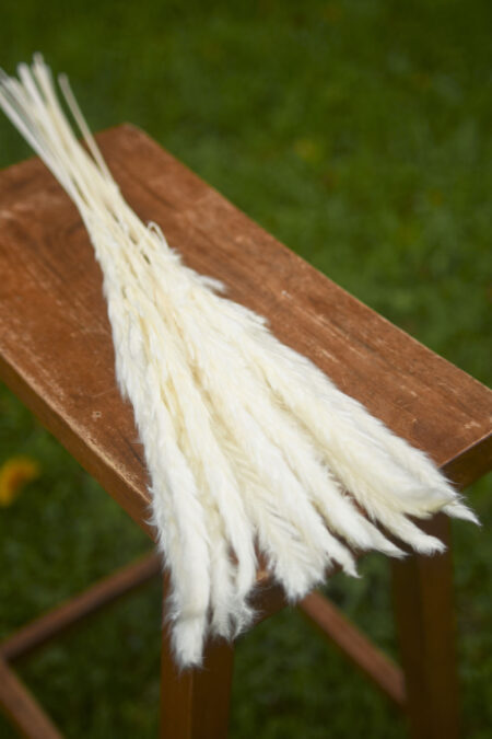 Bunch of bleached mini pampas grass