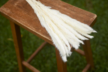 Bunch of bleached mini pampas grass