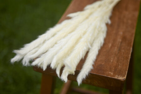 Bunch of bleached mini pampas grass