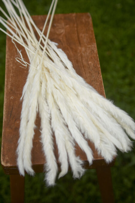 Bunch of bleached mini pampas grass