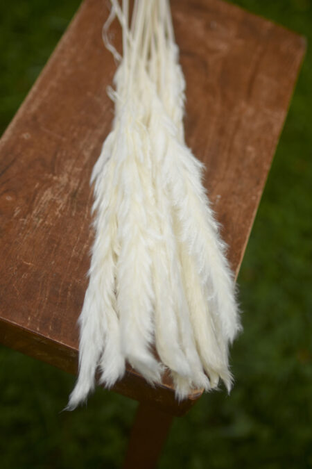 Bunch of bleached mini pampas grass