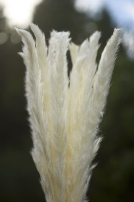 Bunch of bleached mini pampas grass