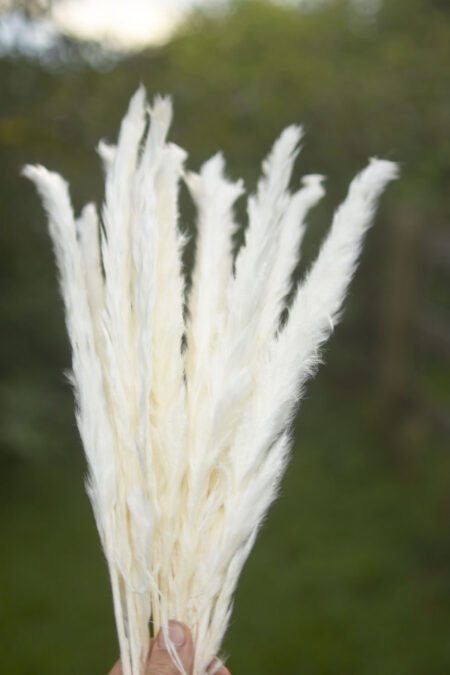 Bunch of bleached mini pampas grass