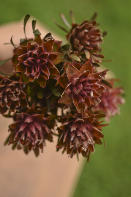 Bunch of preserved pink plumosum flowers