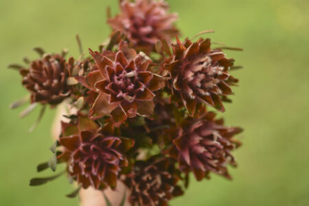 Bunch of preserved pink plumosum flowers