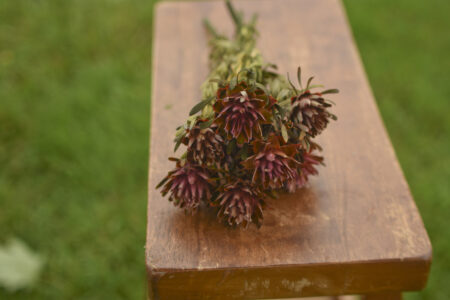 Bunch of preserved pink plumosum flowers