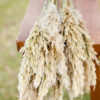 Bunch of preserved natural (ivory) plume reed