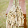 Bunch of preserved natural (ivory) plume reed