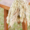 Bunch of preserved natural (ivory) plume reed