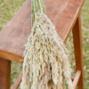 Bunch of preserved natural (ivory) plume reed